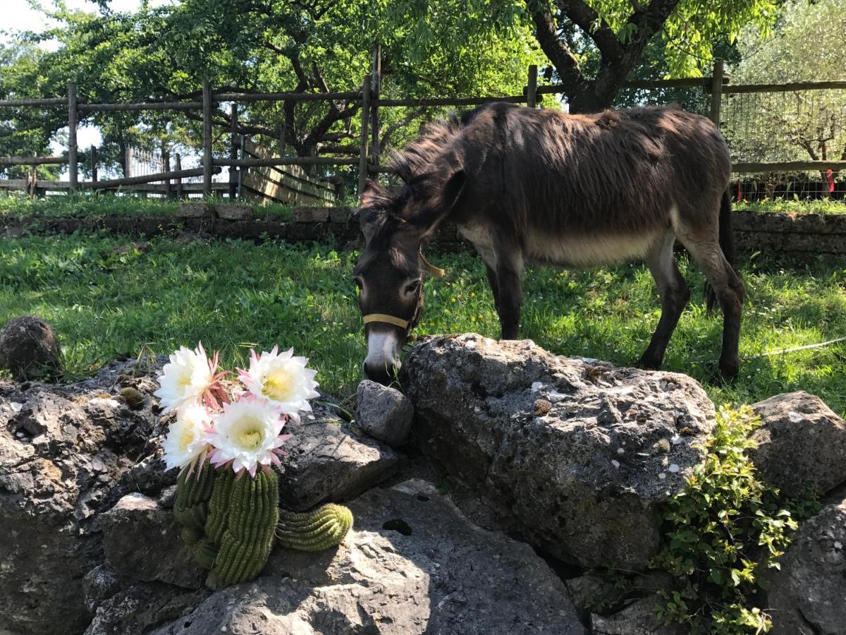 Agriturismo A Casa Di Susanna Santo Stefano del Sole Экстерьер фото